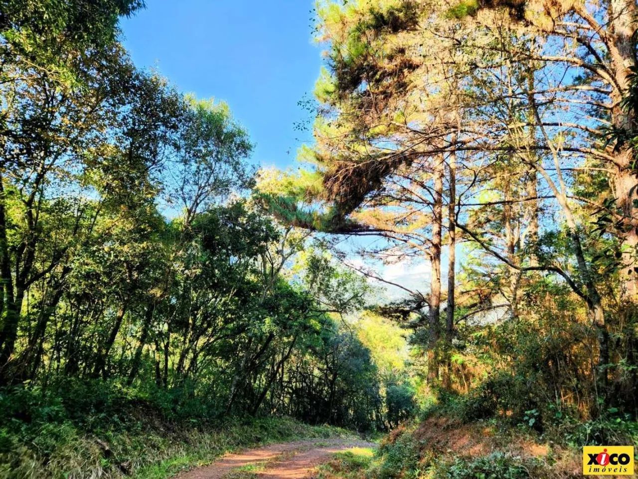 Sítio / Chácara para Venda em Nova Petrópolis, Linha Riachuelo - Foto 5