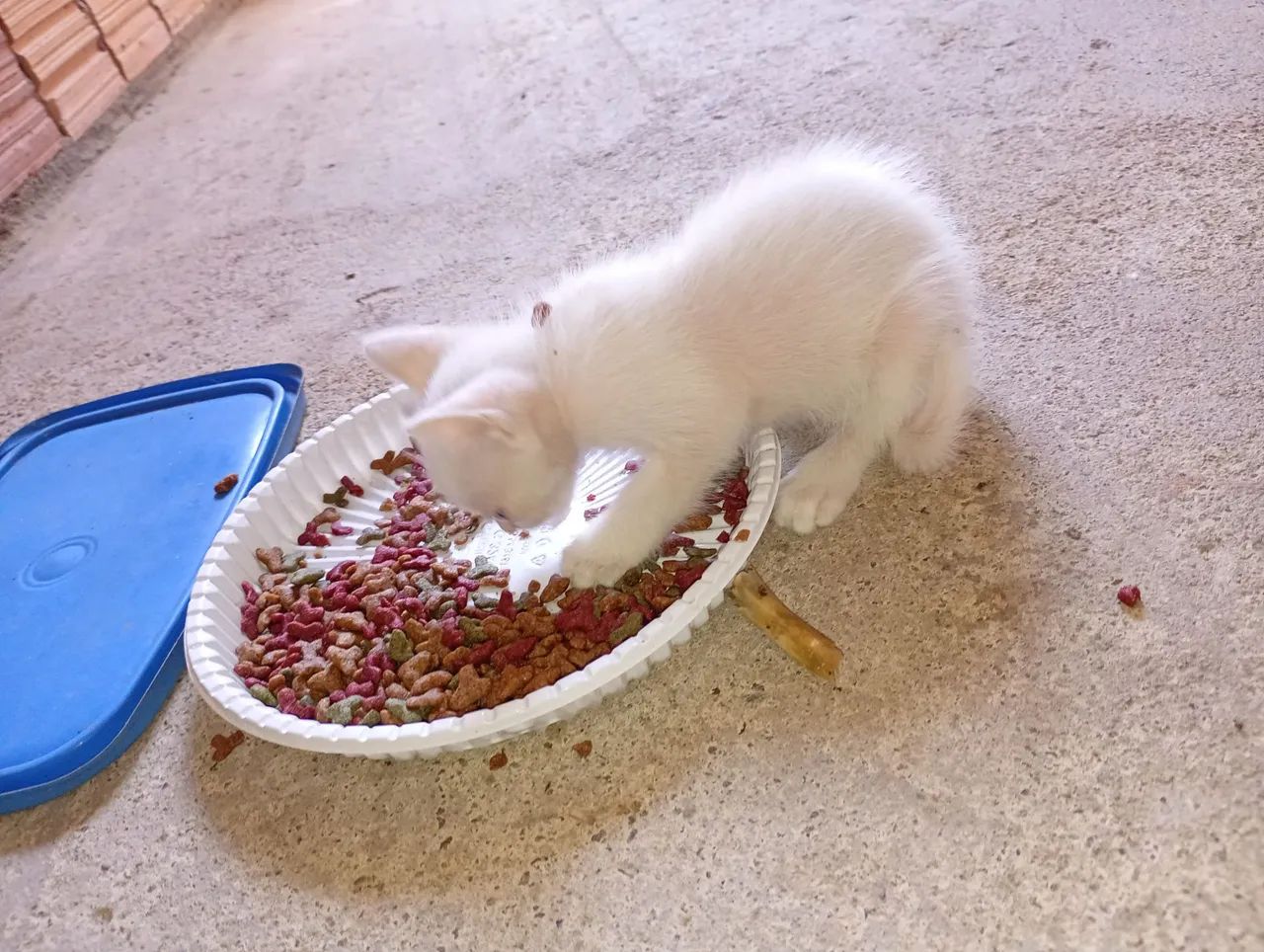 Doação de animais  - Foto 3