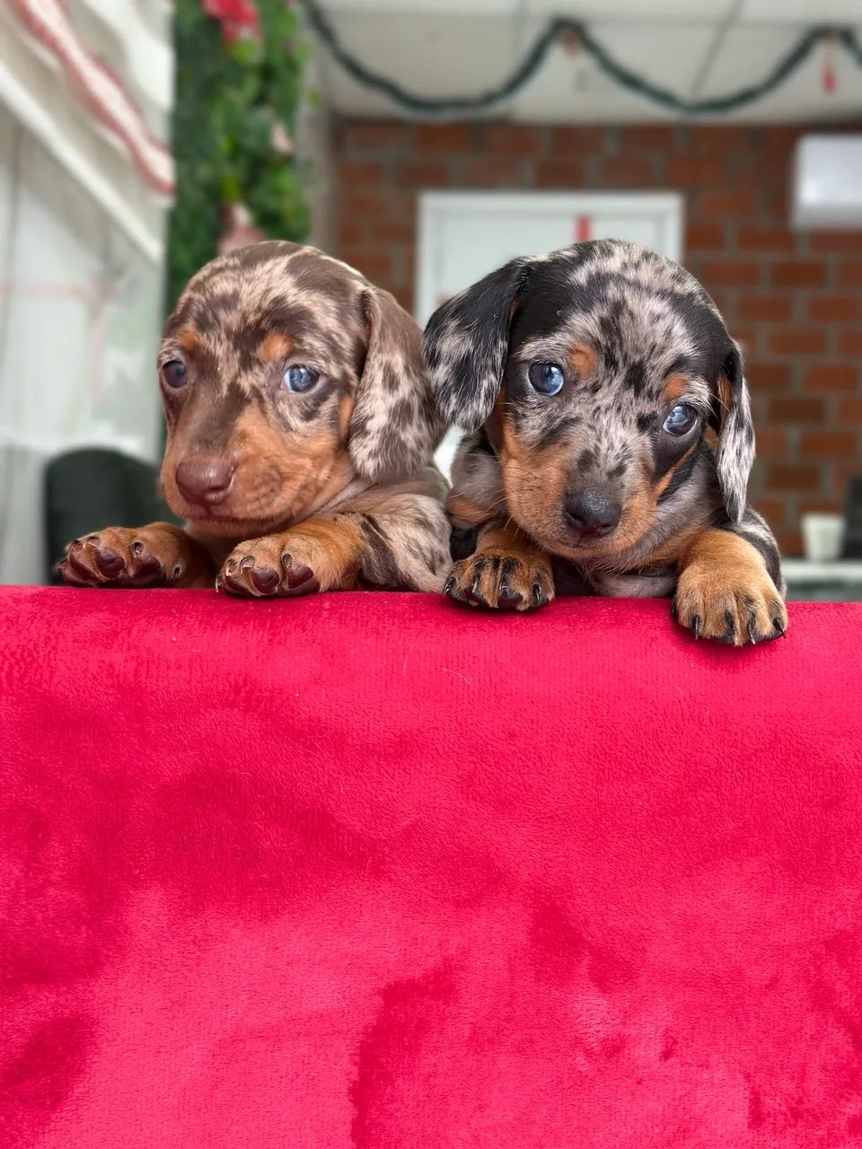 Dachshund amigo 