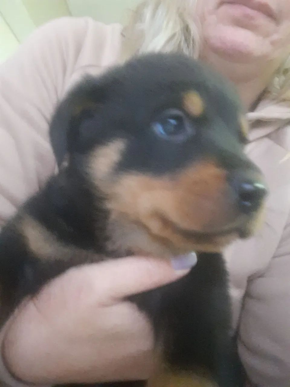 Rottweiller  - Foto 5