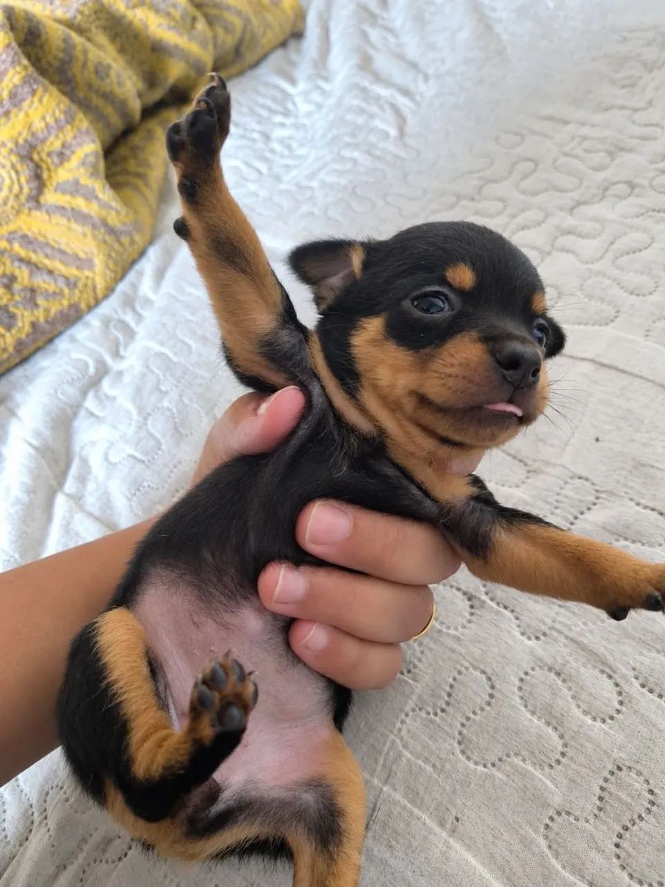 Pinscher zero  - Foto 3