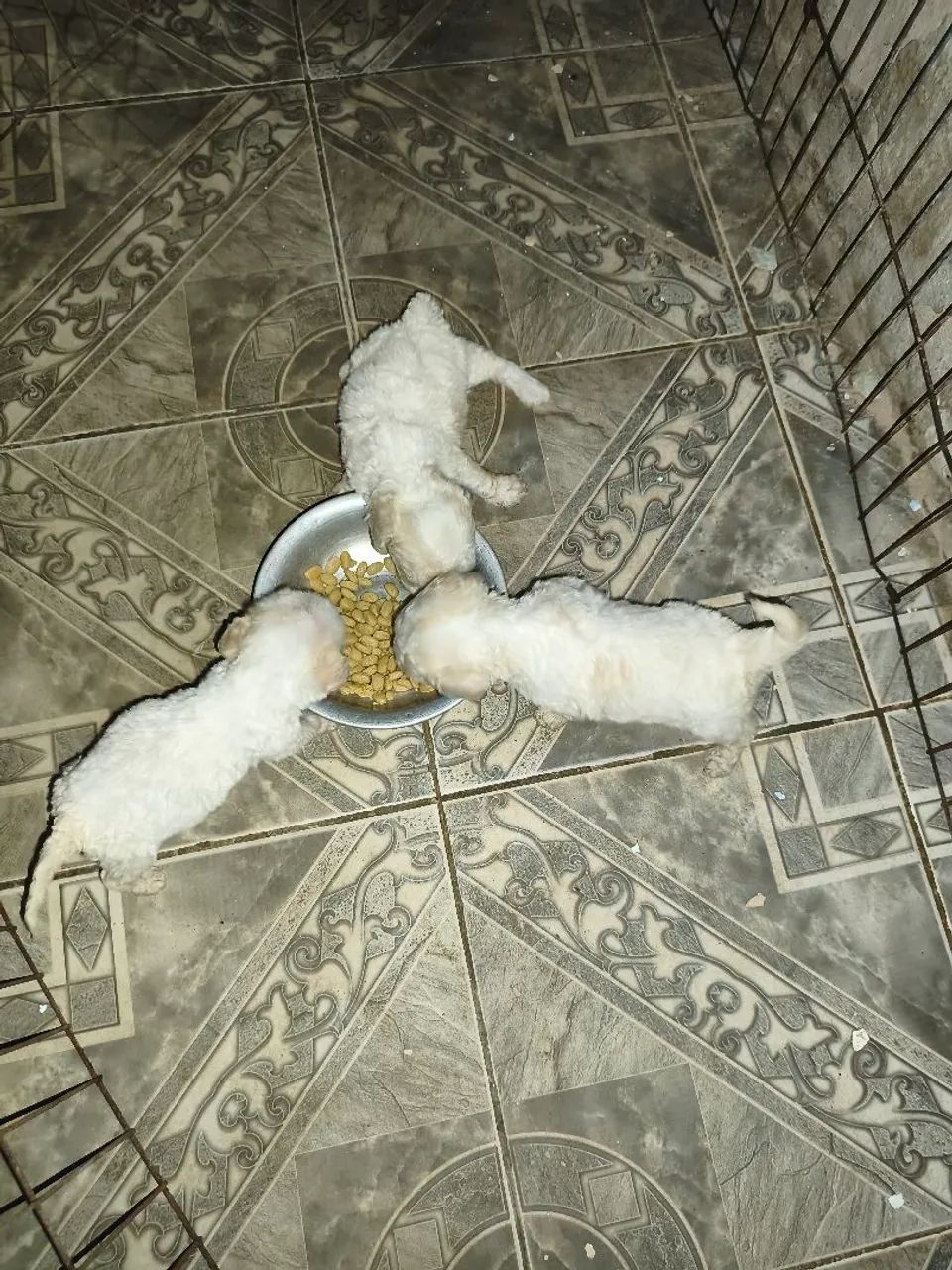 Poodle toyzinho - Foto 4
