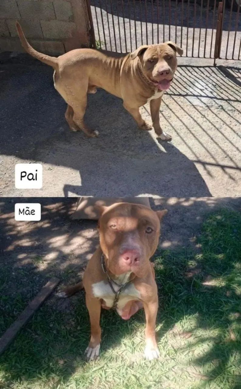 FILHOTES DE PITIBULL MACHO - Foto 2