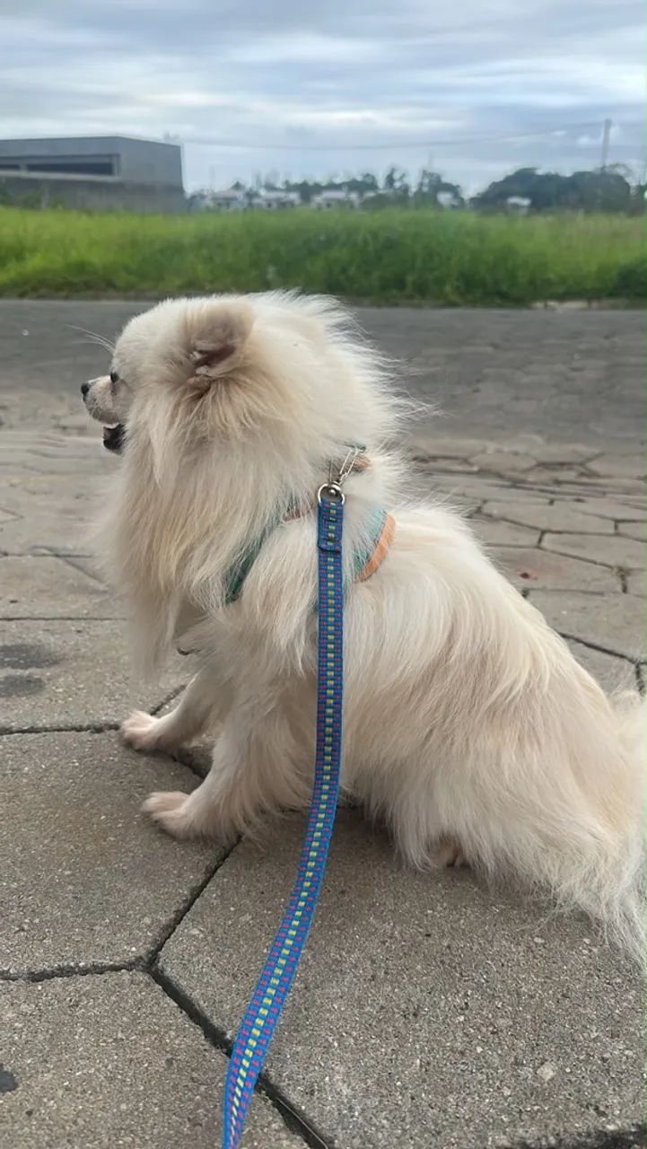 SPITZ ALEMÃO À VENDA! - Foto 4