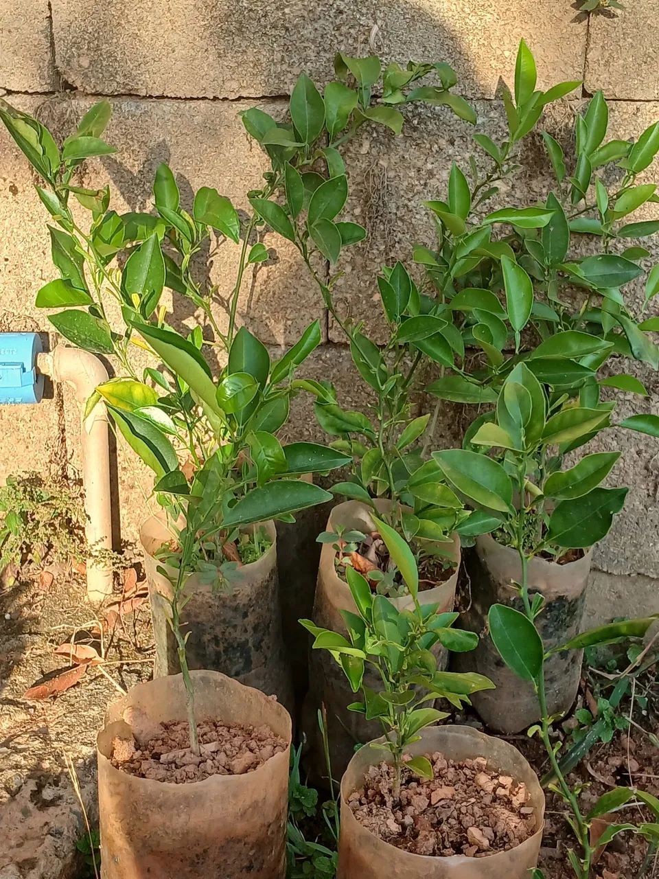 Plantas