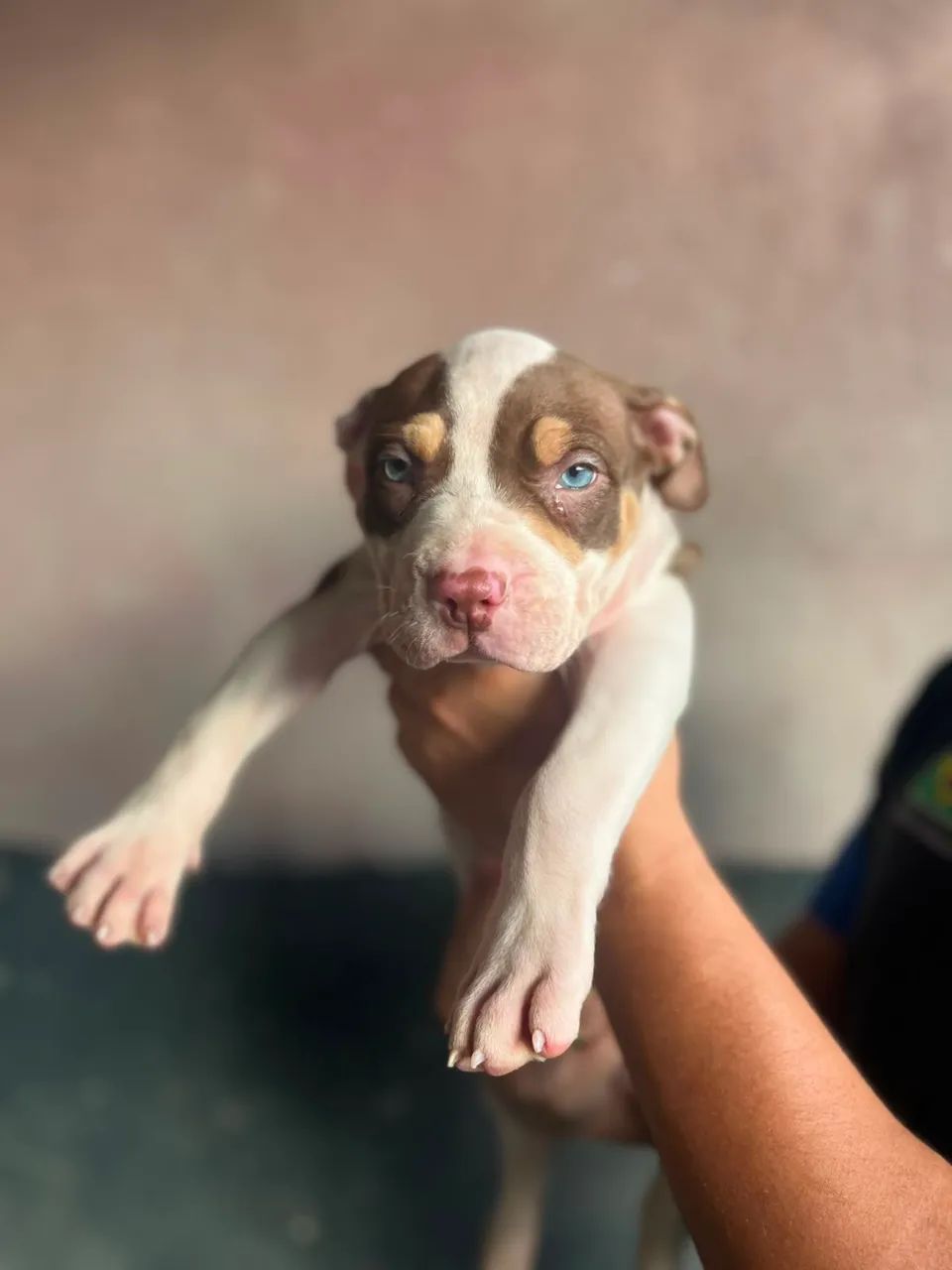Cachorro pit bull - Foto 2