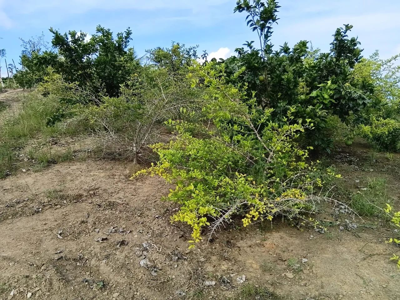 Vende-se sítios  - Foto 2