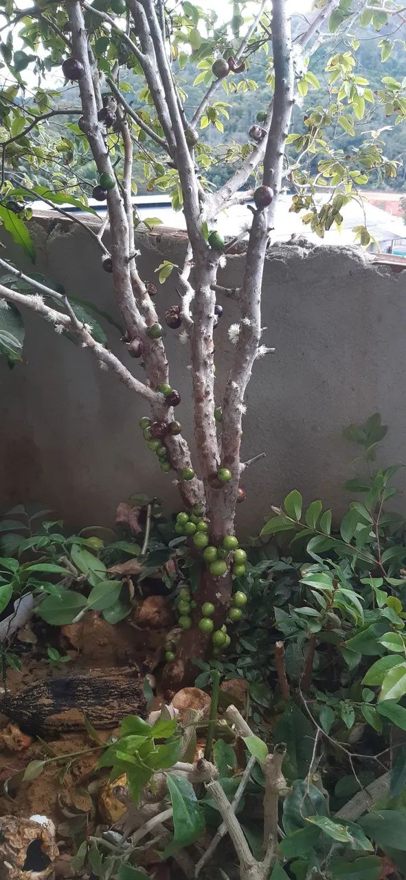 Pé de jaboticaba frutífero  - Foto 5