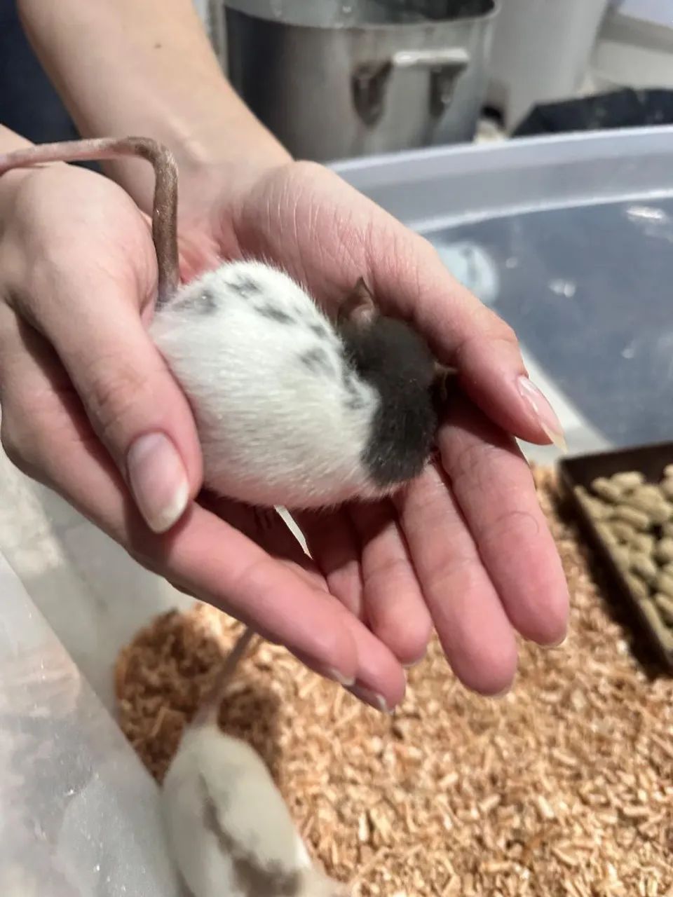 Duas Ratinhas Twister