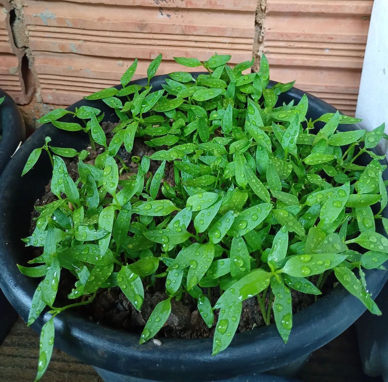 Mudas de maracujá e Muda de tomate  - Foto 3