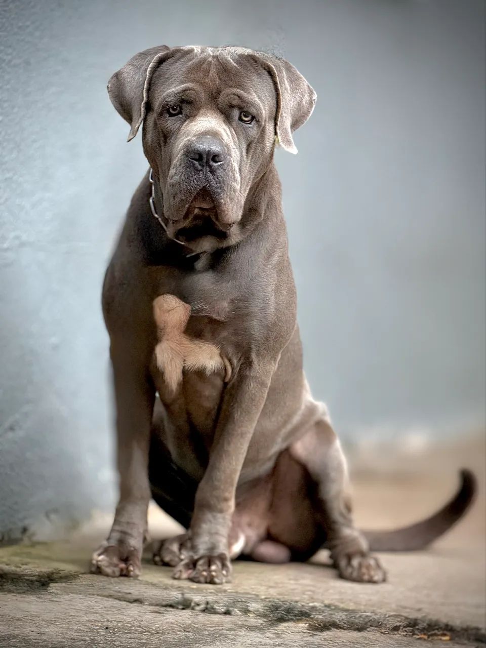 Cane Corso italiano  - Foto 3
