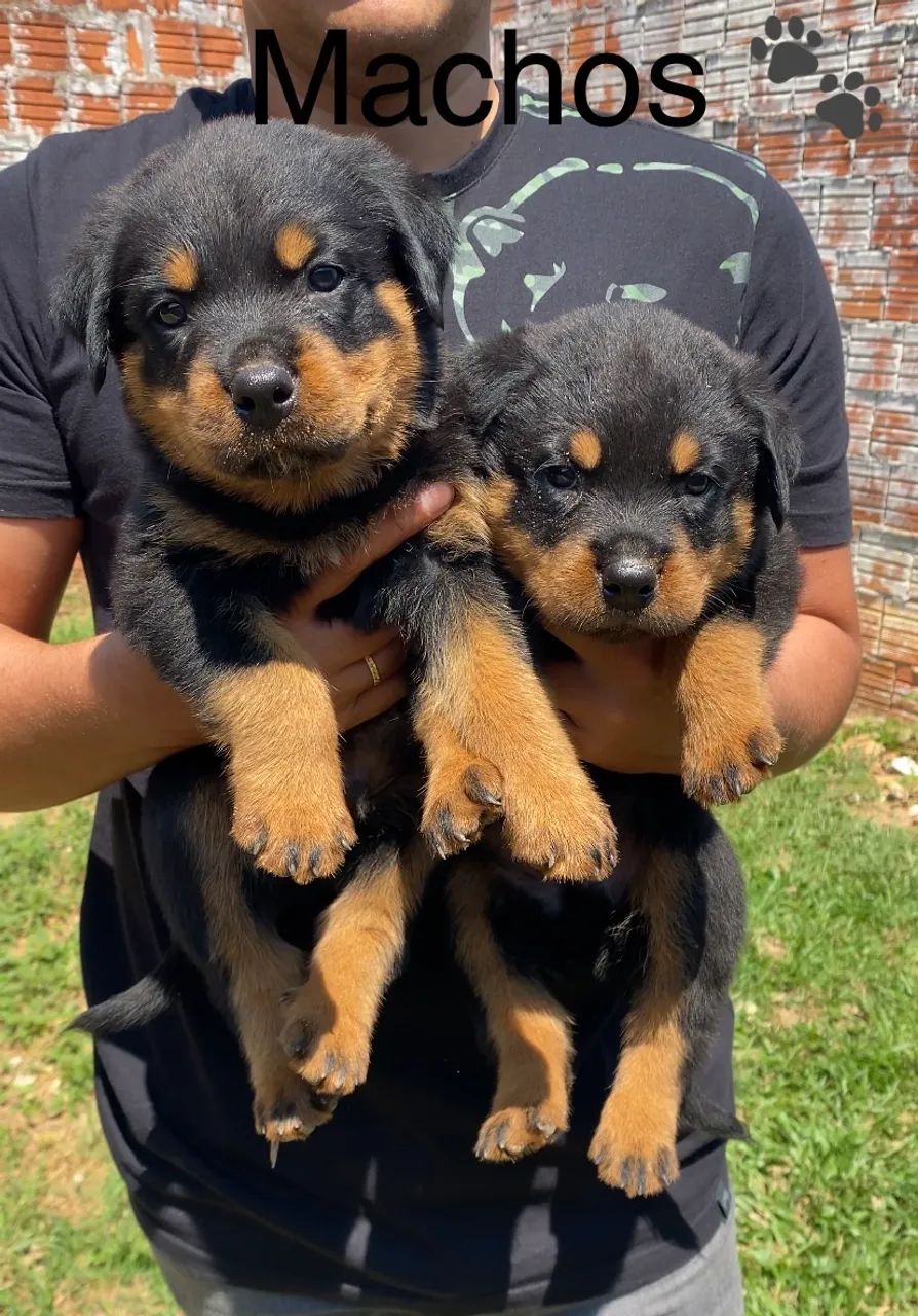 Filhotes de Rottweiler  - Foto 2