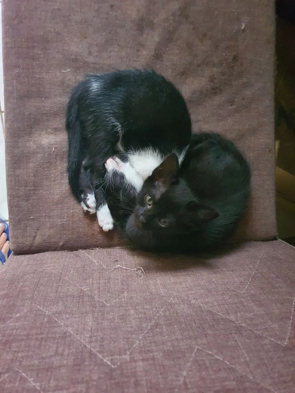 Filhotes de gato - Foto 3