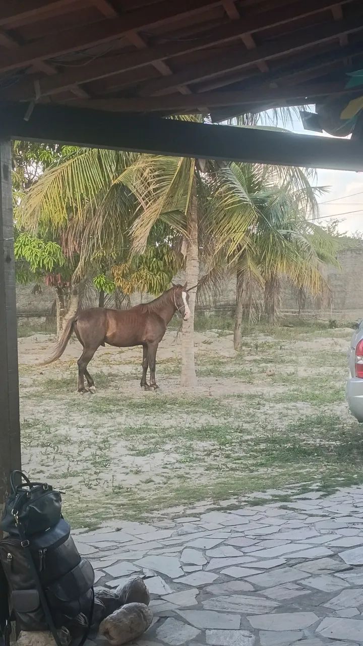 Cavalo
