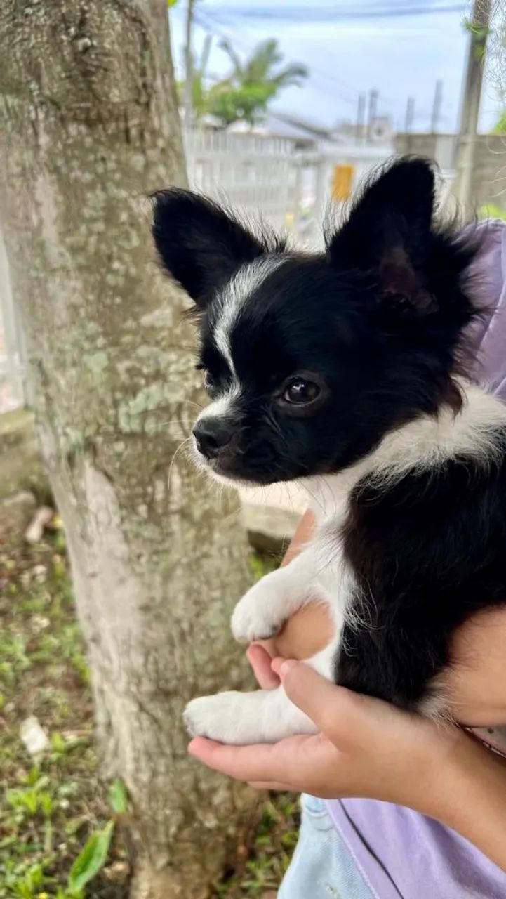 FILHOTE DE CHIHUAHUA PELO LONGO  - Foto 4