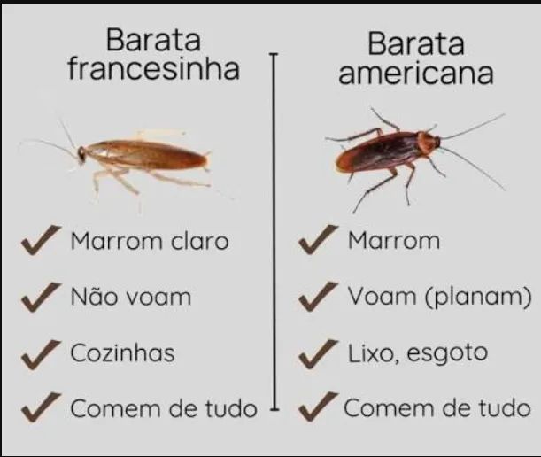 Elimino Blattella Germanica, francesinha, com garantia e histórico comprovado. - Foto 2