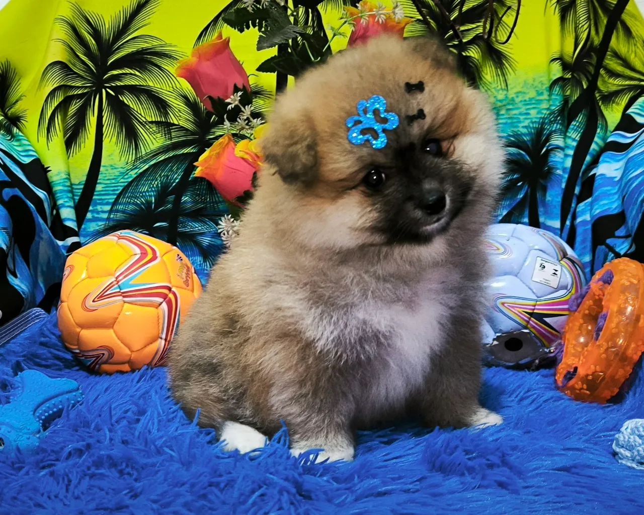 Spitz alemão macho ( porte pequeno) - Foto 3