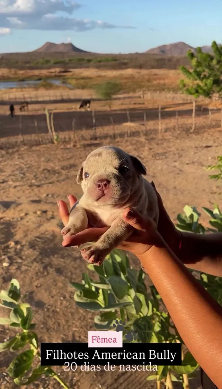 FILHOTES AMERICAN BULLY - Foto 5