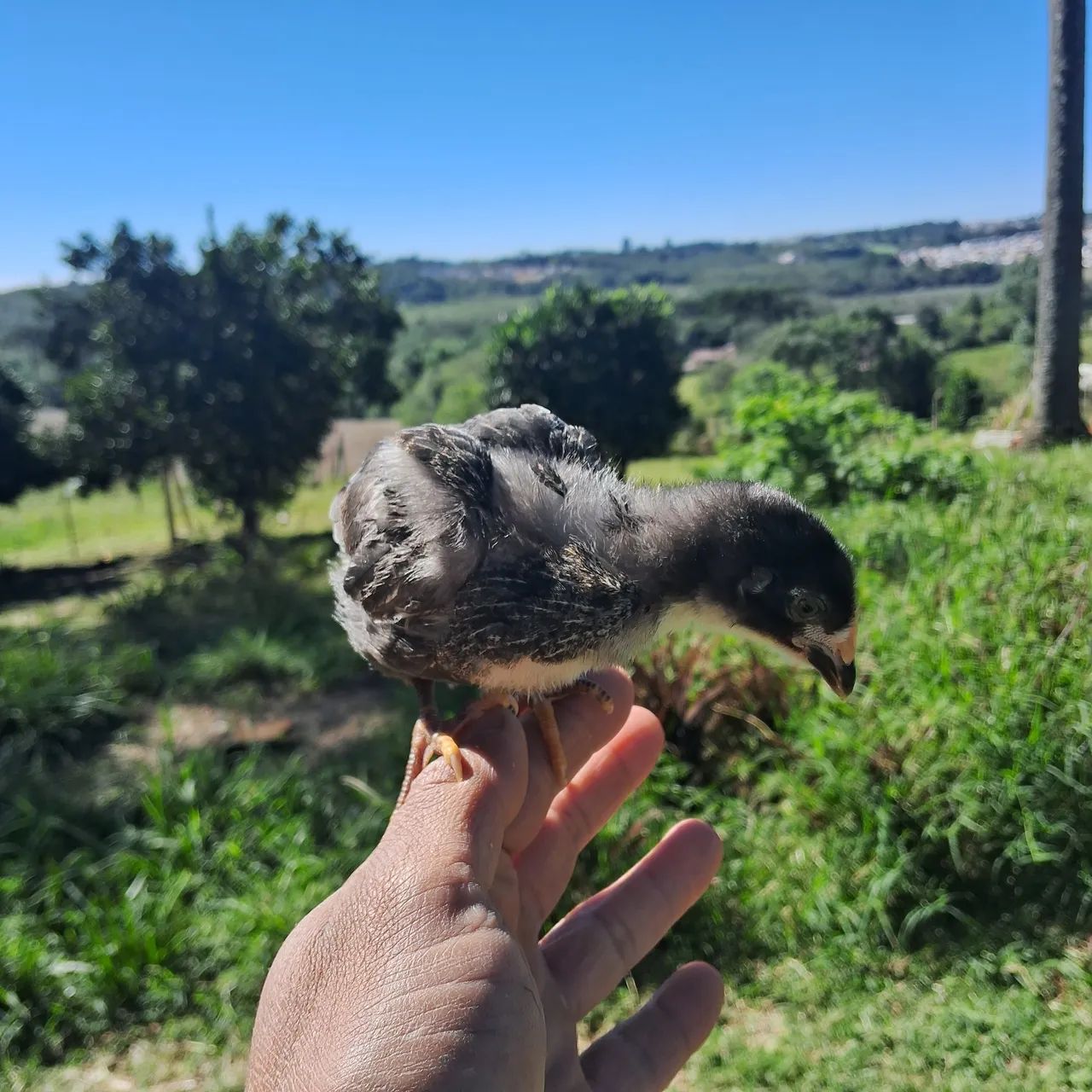 Pintinhos de Galinha Caipira e Postura Colorida