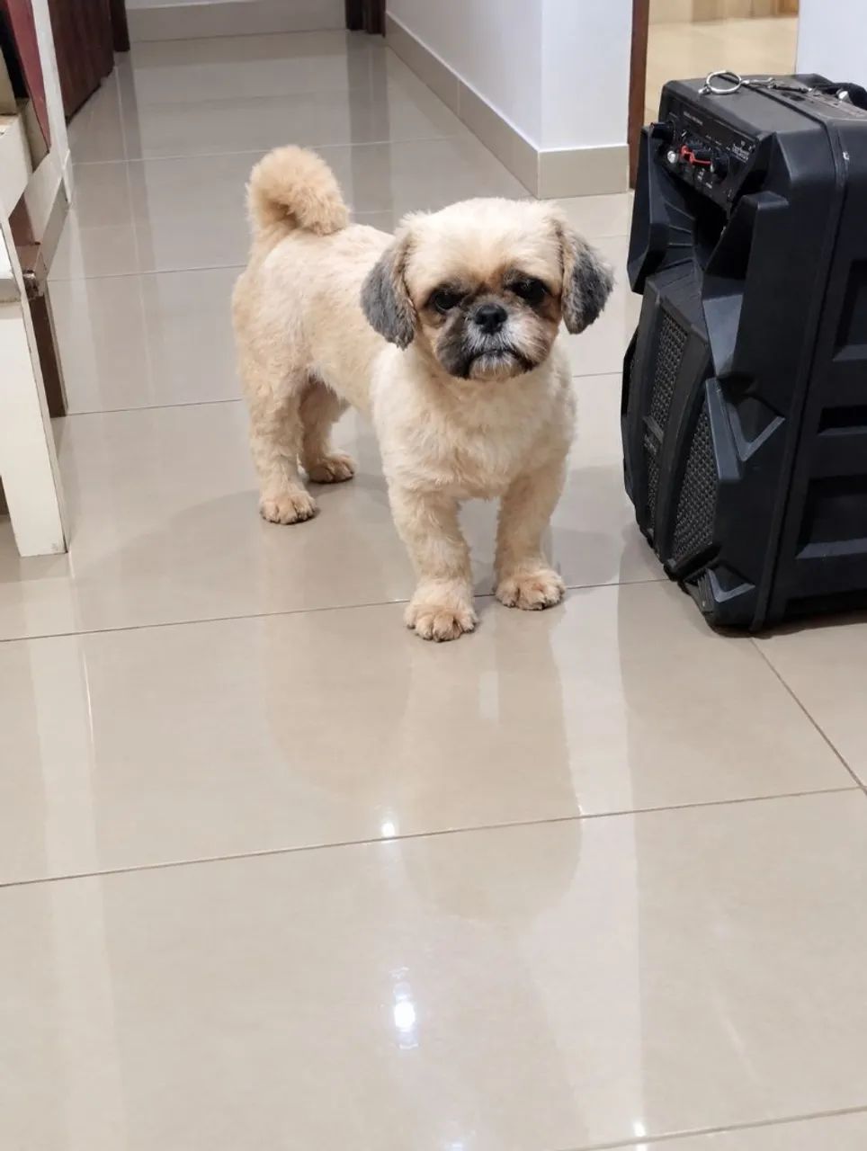 Shitzu Mini  - Foto 3