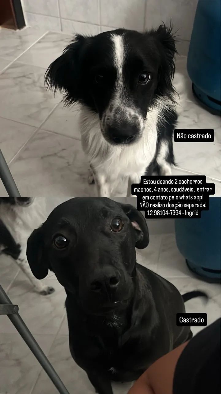 Doação de cachorro 