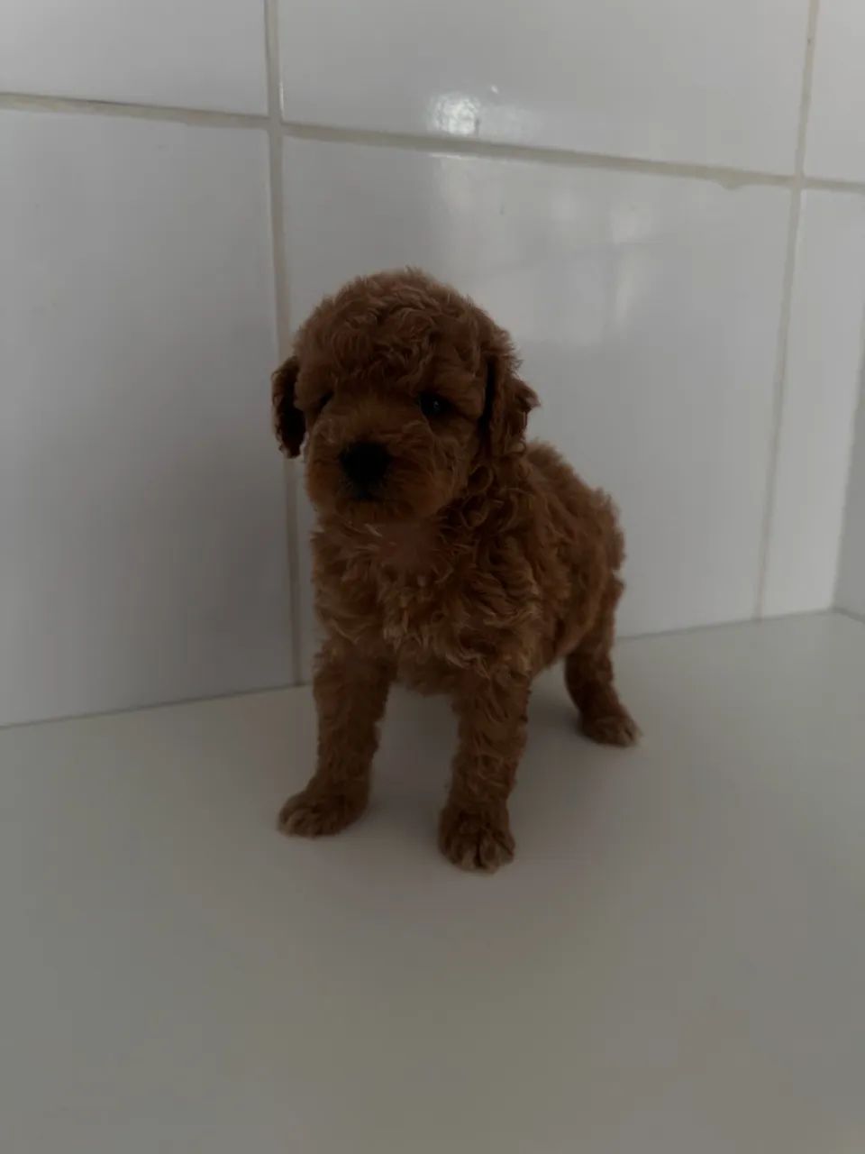Poodle Toy Red com garantia - Foto 4