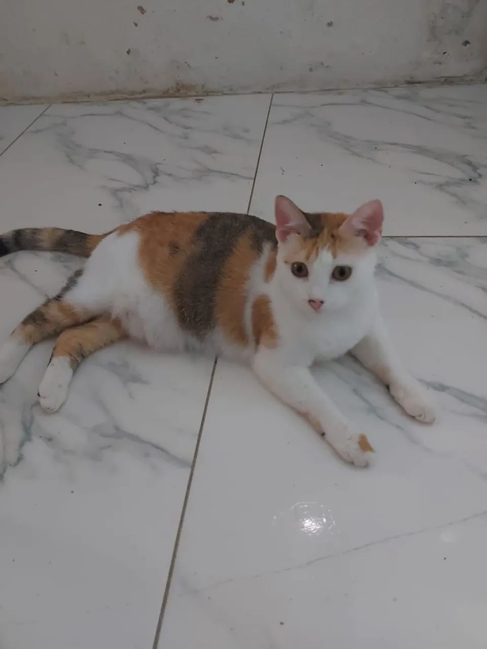 Gatos para doação  - Foto 4