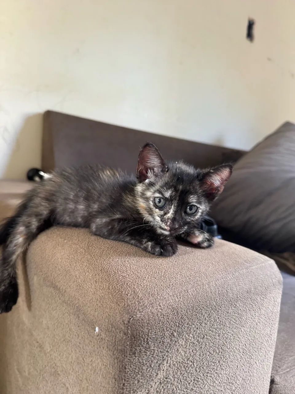 Gatinho doação 