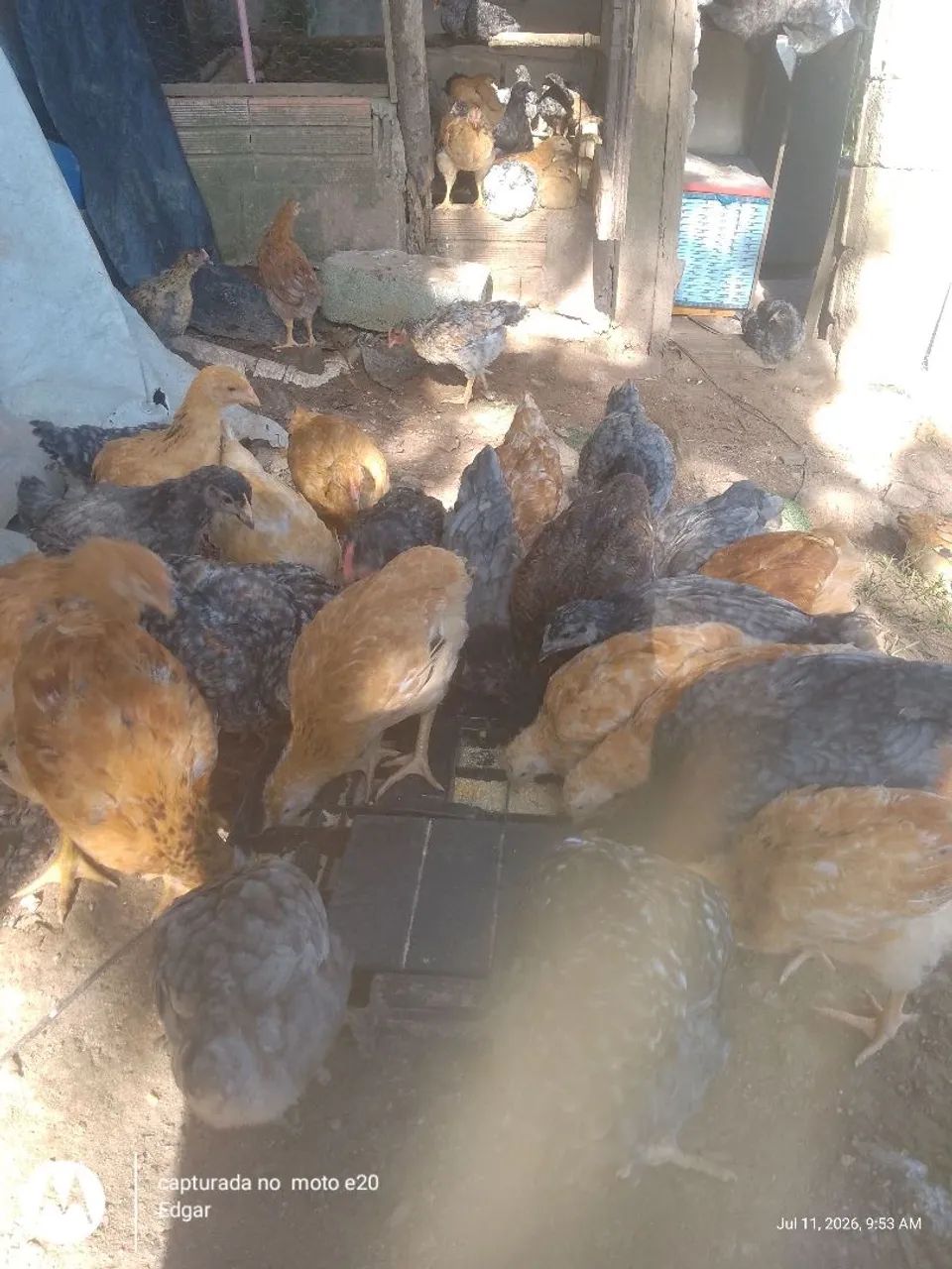 Franguinhos 