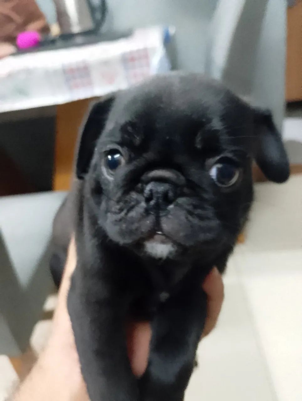 CACHORRO PUG PRETO PURO
