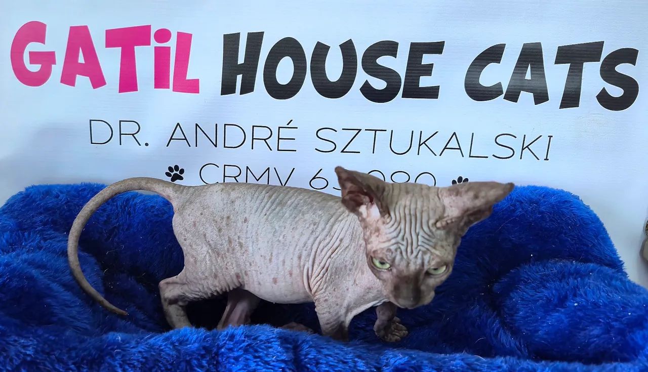 Sphynx machos lindos - Foto 4