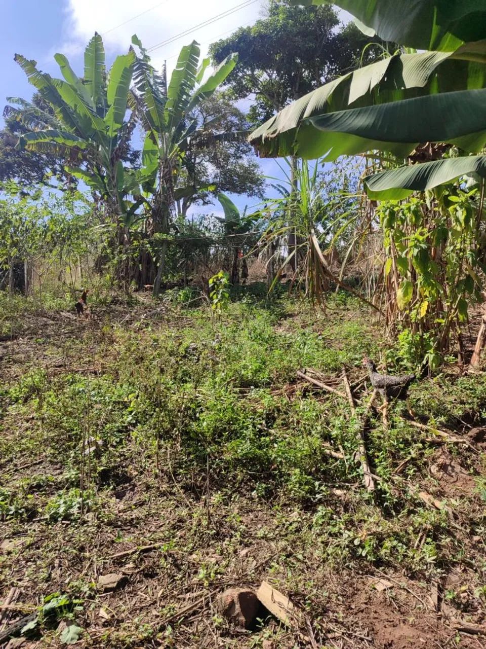 Terreno no vila morais