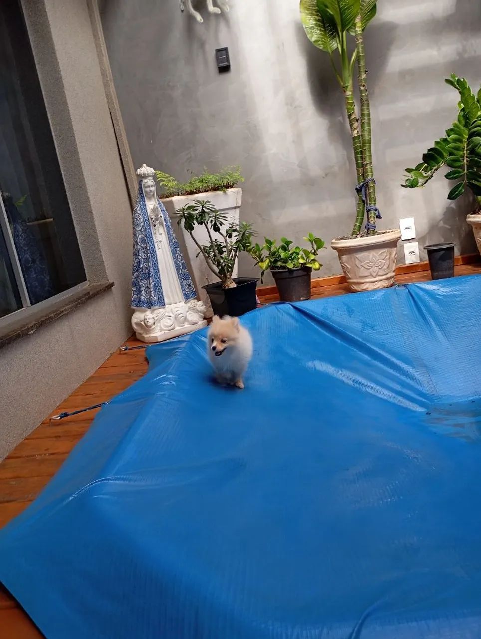 Lulu Pomerânia  - Foto 2