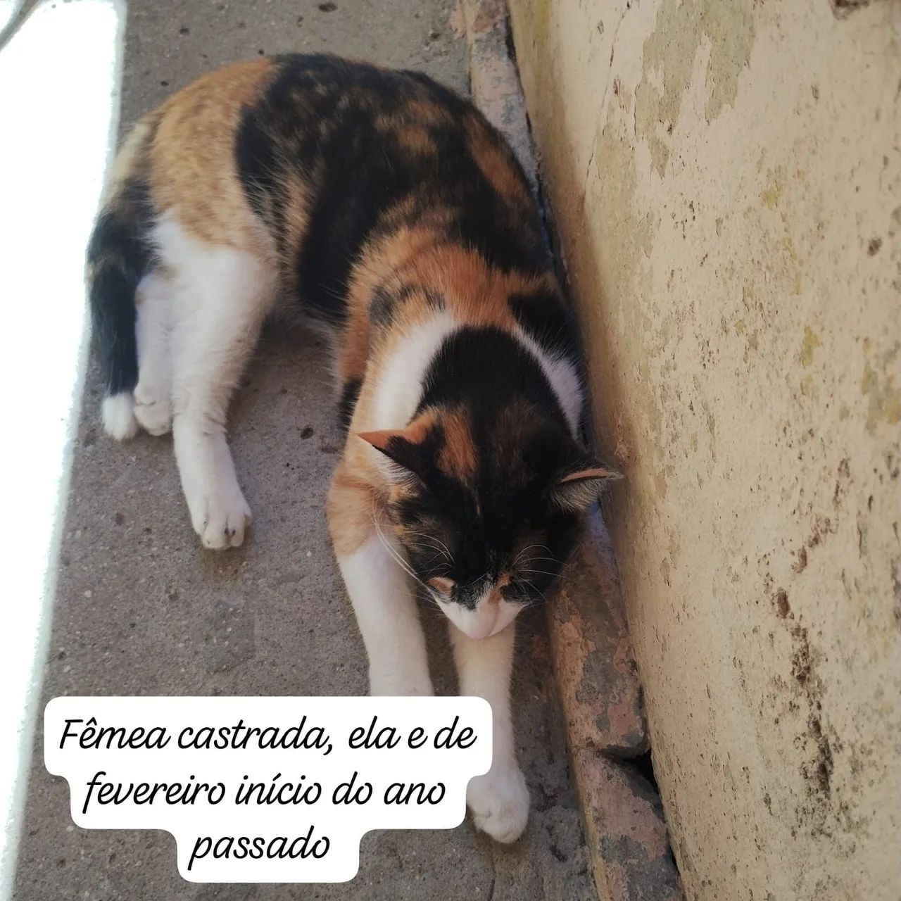 Gatos doação abandonado 