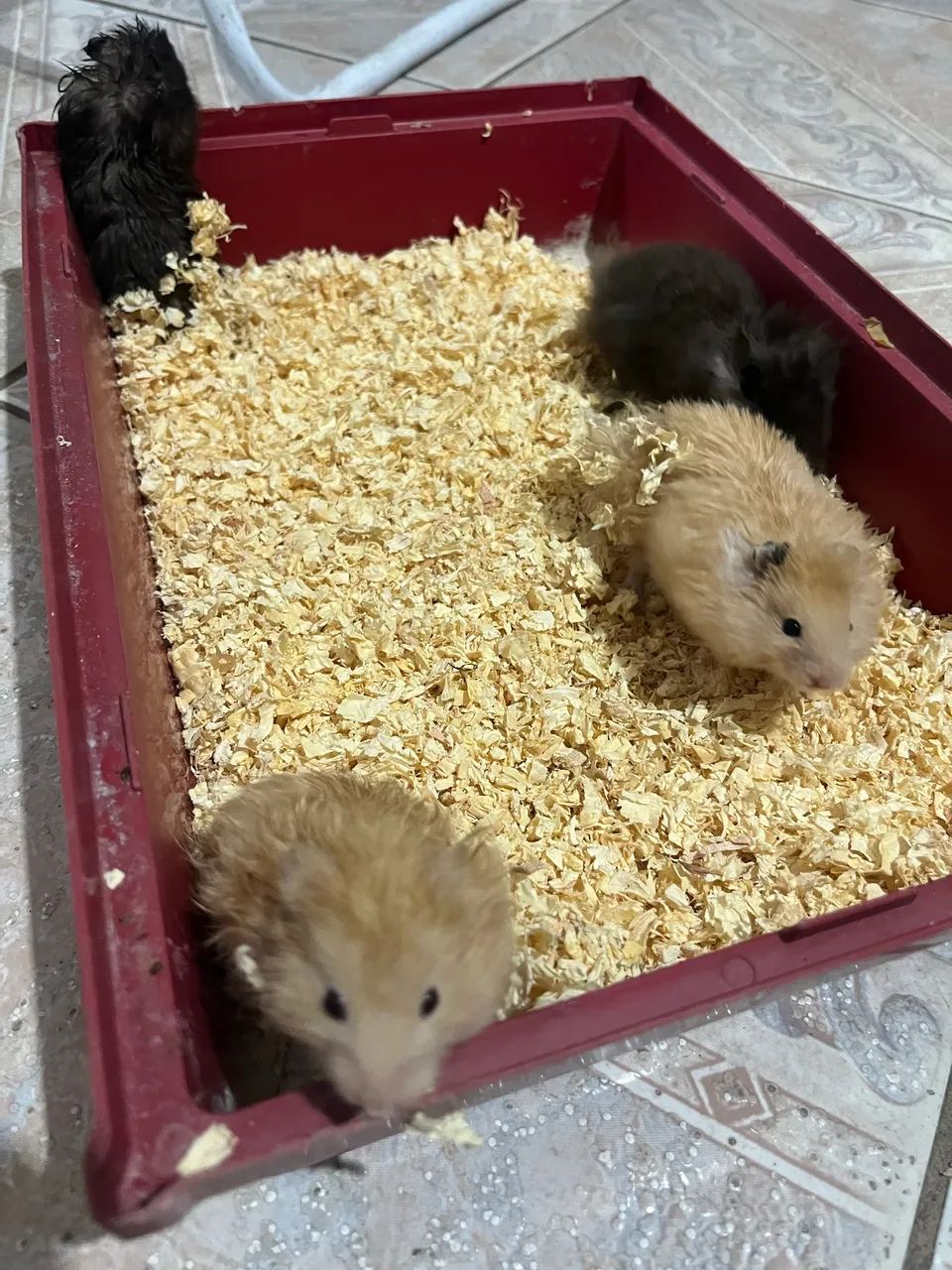 Hamster sírio  - Foto 4