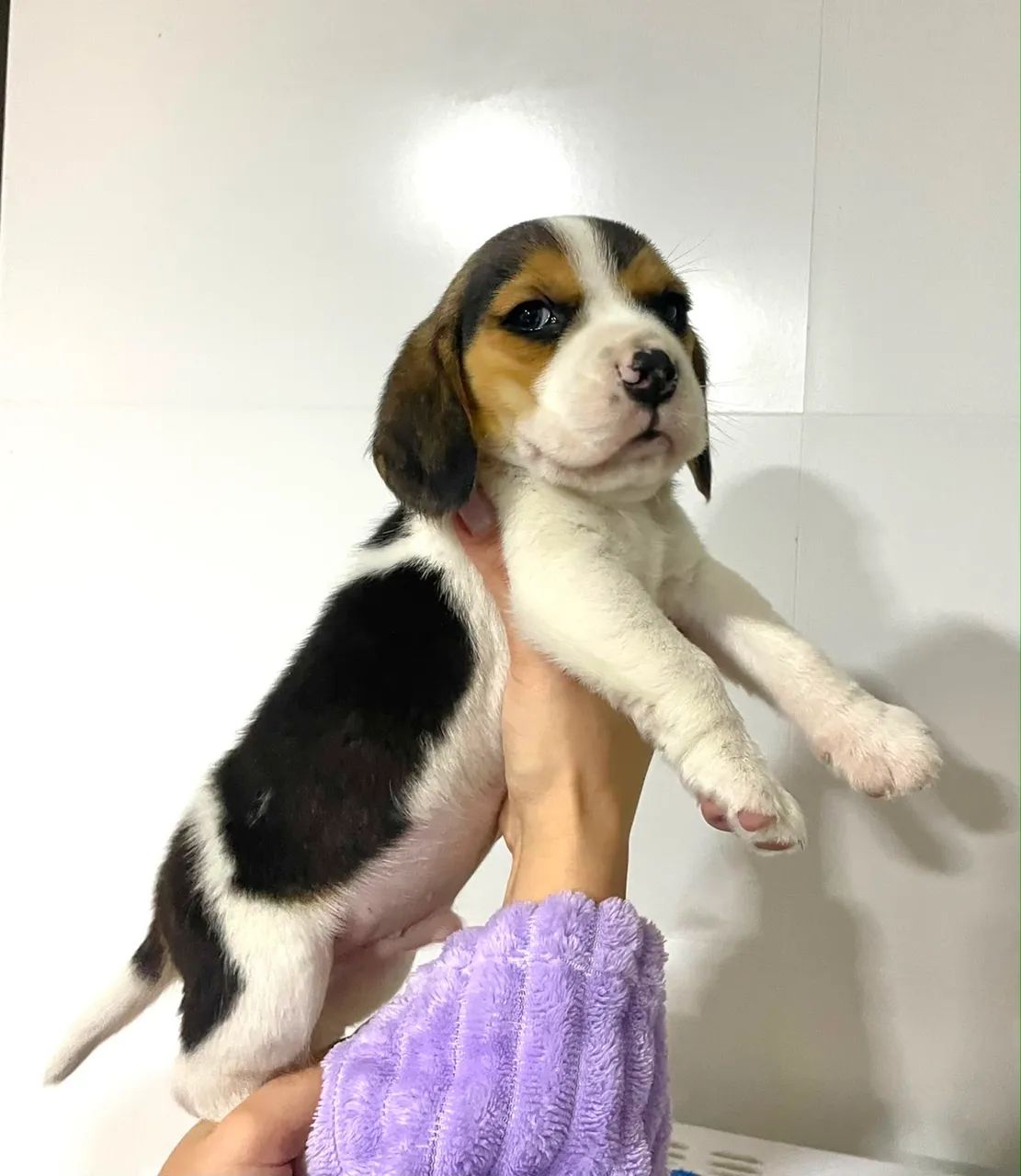 Beagle macho  - Foto 2