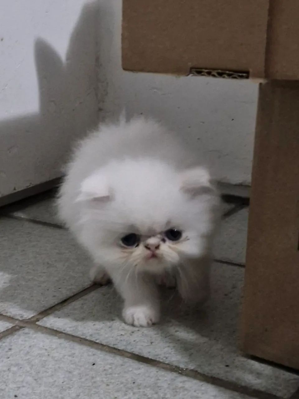 Vendo gato Persa legítimo