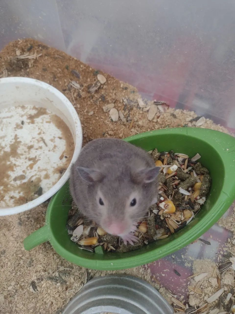 Filhotes de hamster sírio  - Foto 3