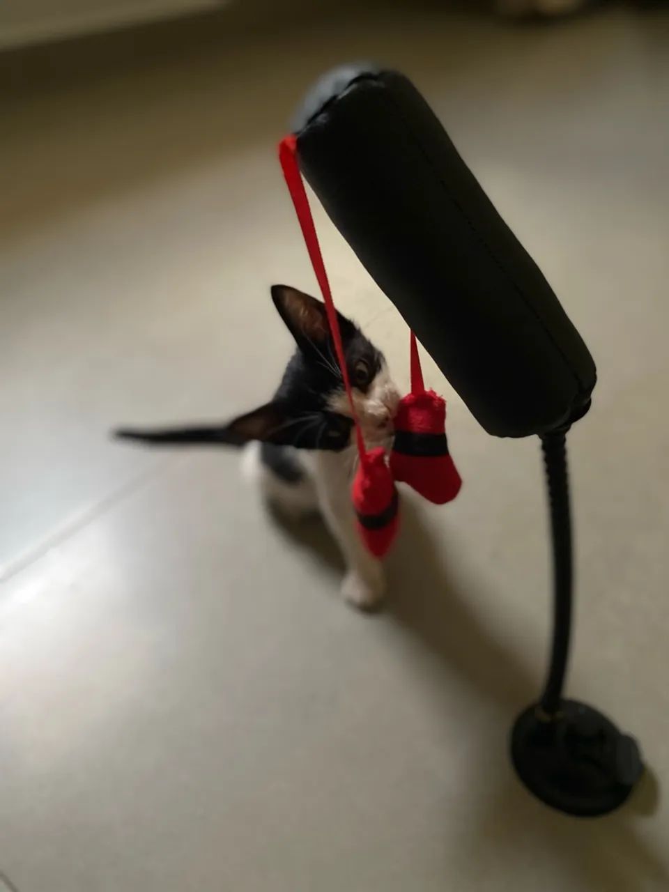 Adoção  - Foto 2