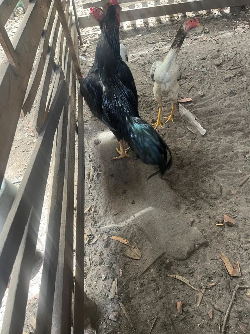 Galo