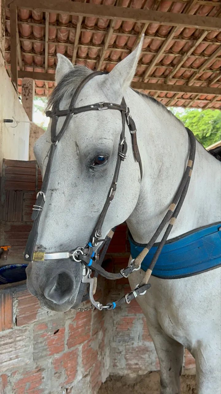 Cavalo pronto de direita para vender  - Foto 4