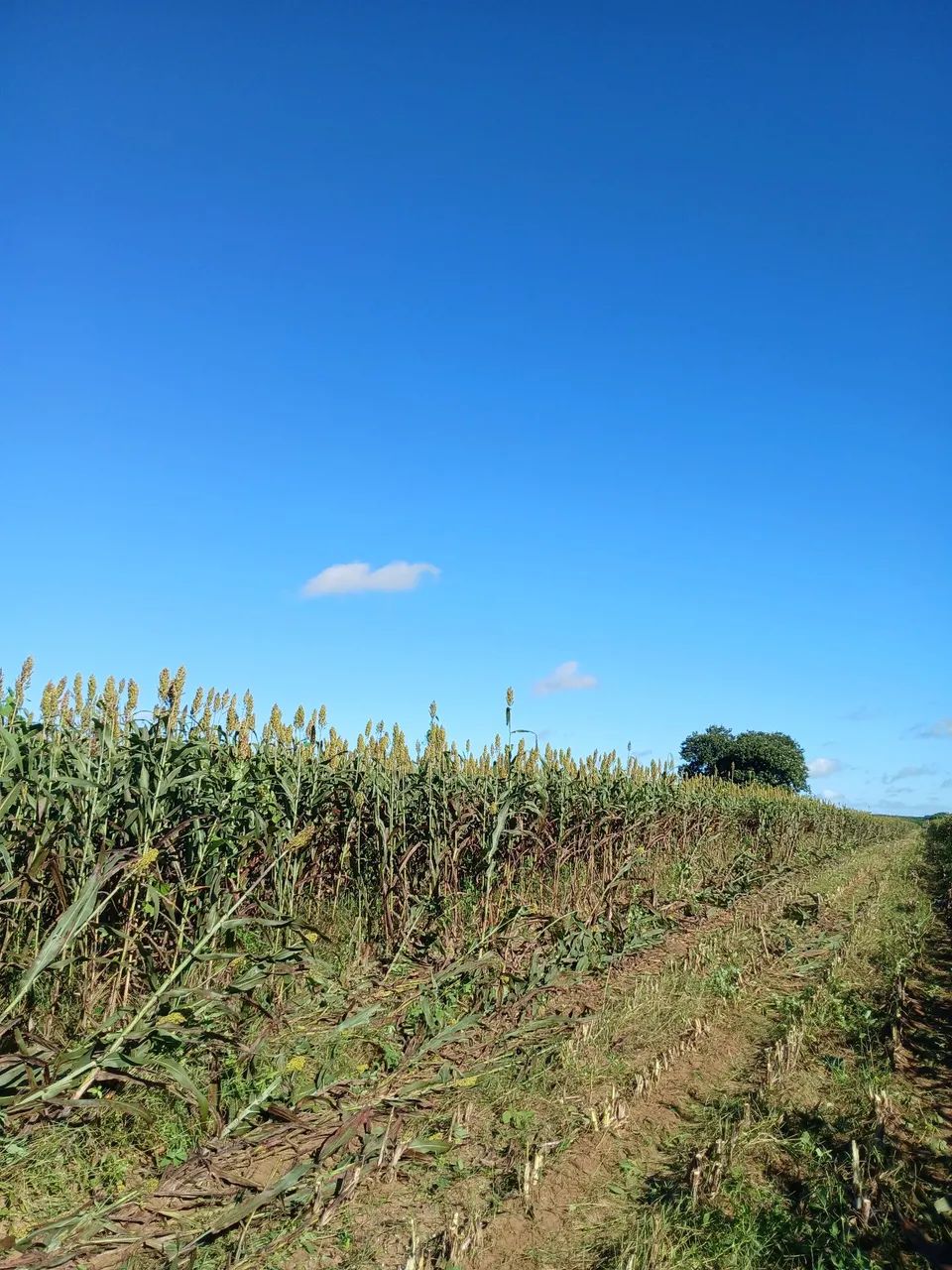 Vendo silagem, de sorgo e de milho. 