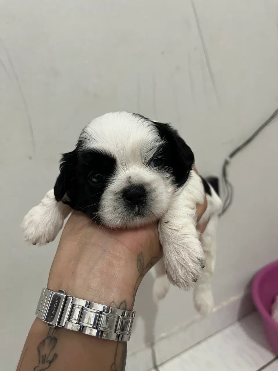 Cachorro Shitzu  - Foto 2