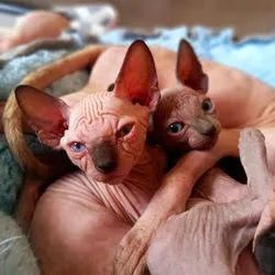Sphynx filhotes - conferir  - Foto 3
