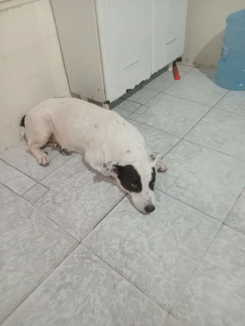 Doação de cachorrinha
