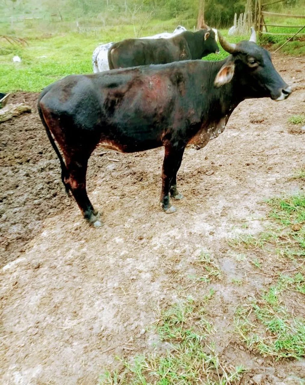 Bizerro mestiços