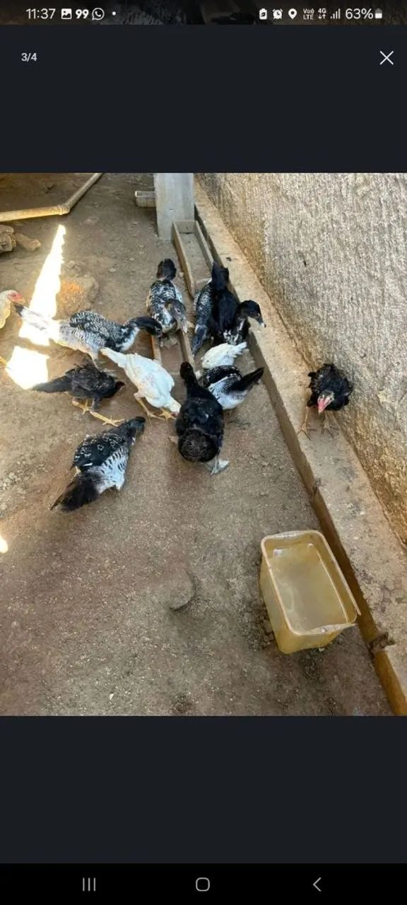 Vendo Patos  - Foto 2
