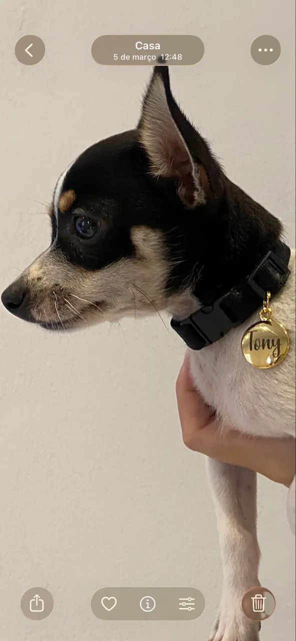 Disponível para cruza Pinscher - Foto 2