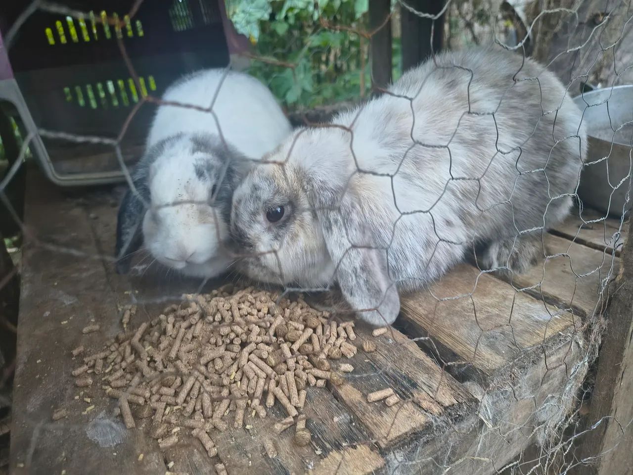 Mini lop fêmeas 
