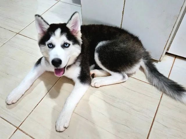 FILHOTE DE HUSKY SIBERIANO c/ DESCONTO de R$ 500,00!!! ÚLTIMA Fêmea c/ PEDIGREE da CBKC!!! - Foto 4
